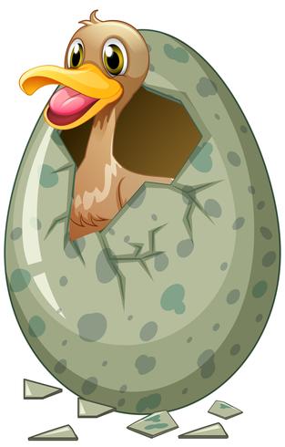 Little duck in eggshell vector