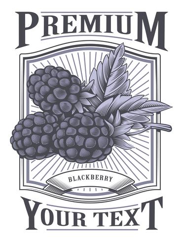 Blackberry vector vintage label