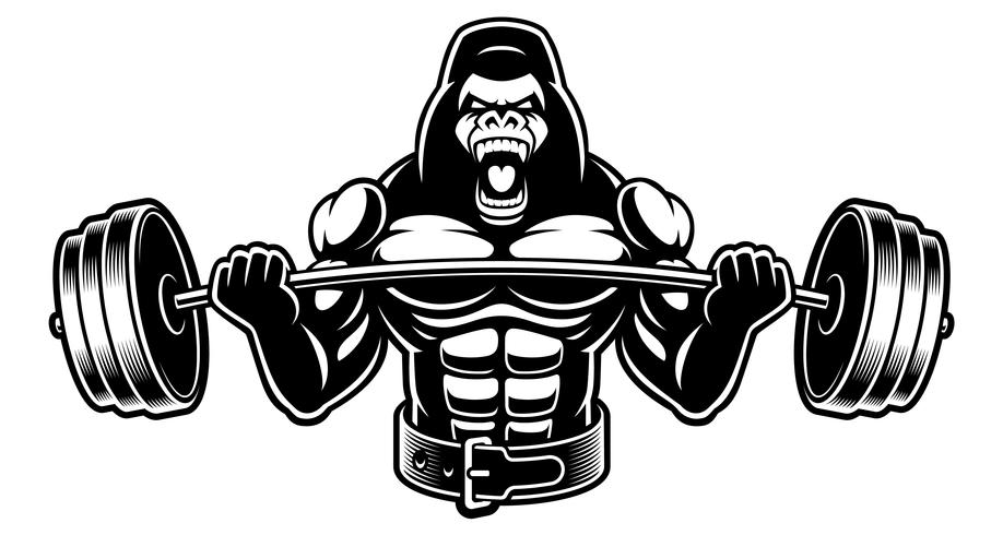 Black and white illustration of a  gorilla with barbell vector