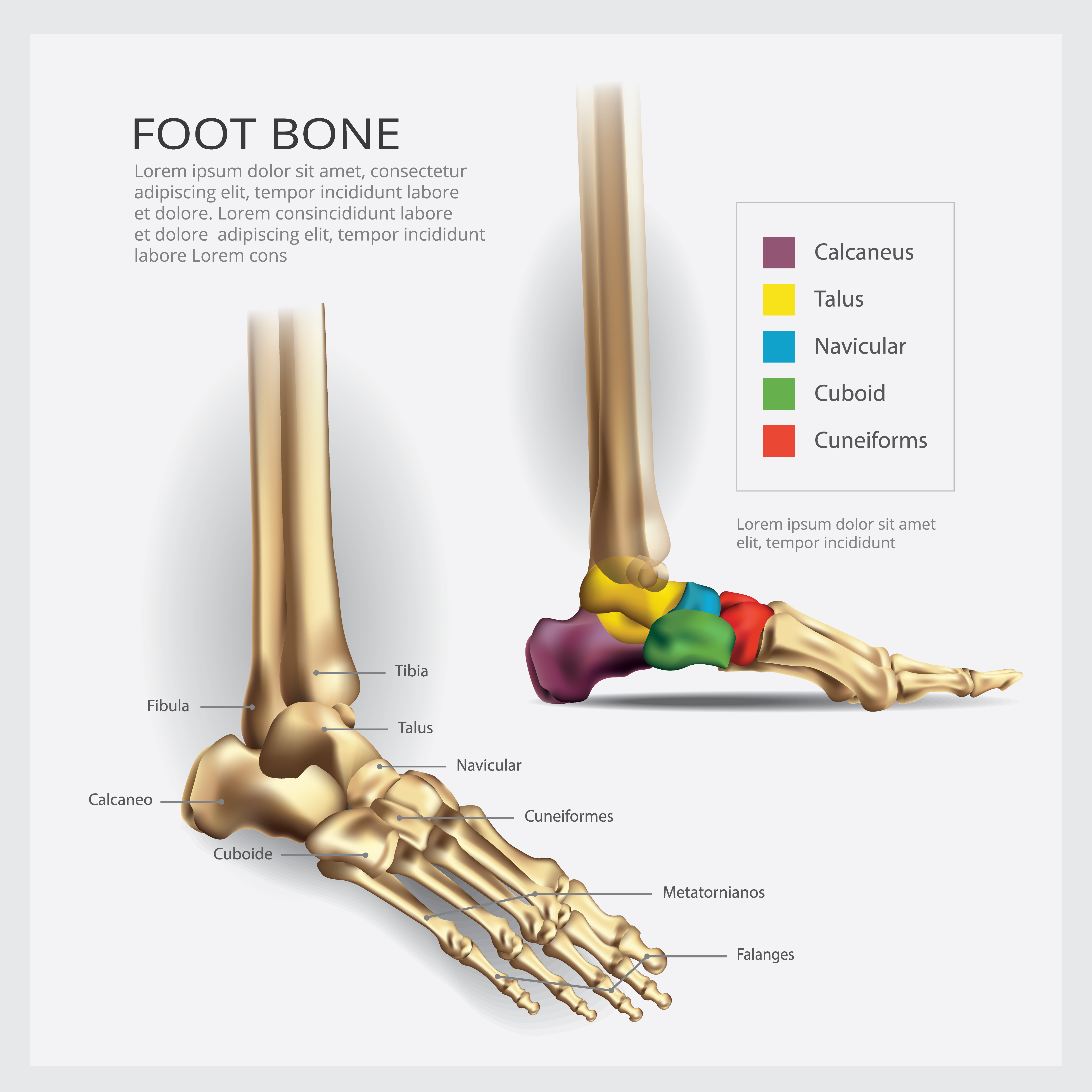 Foot Bone Anatomy Vector Illustration - Download Free ...