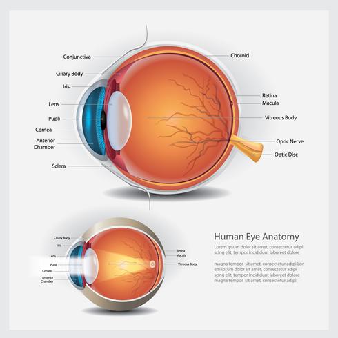 Anatomía del ojo humano y lente normal ilustración vectorial vector