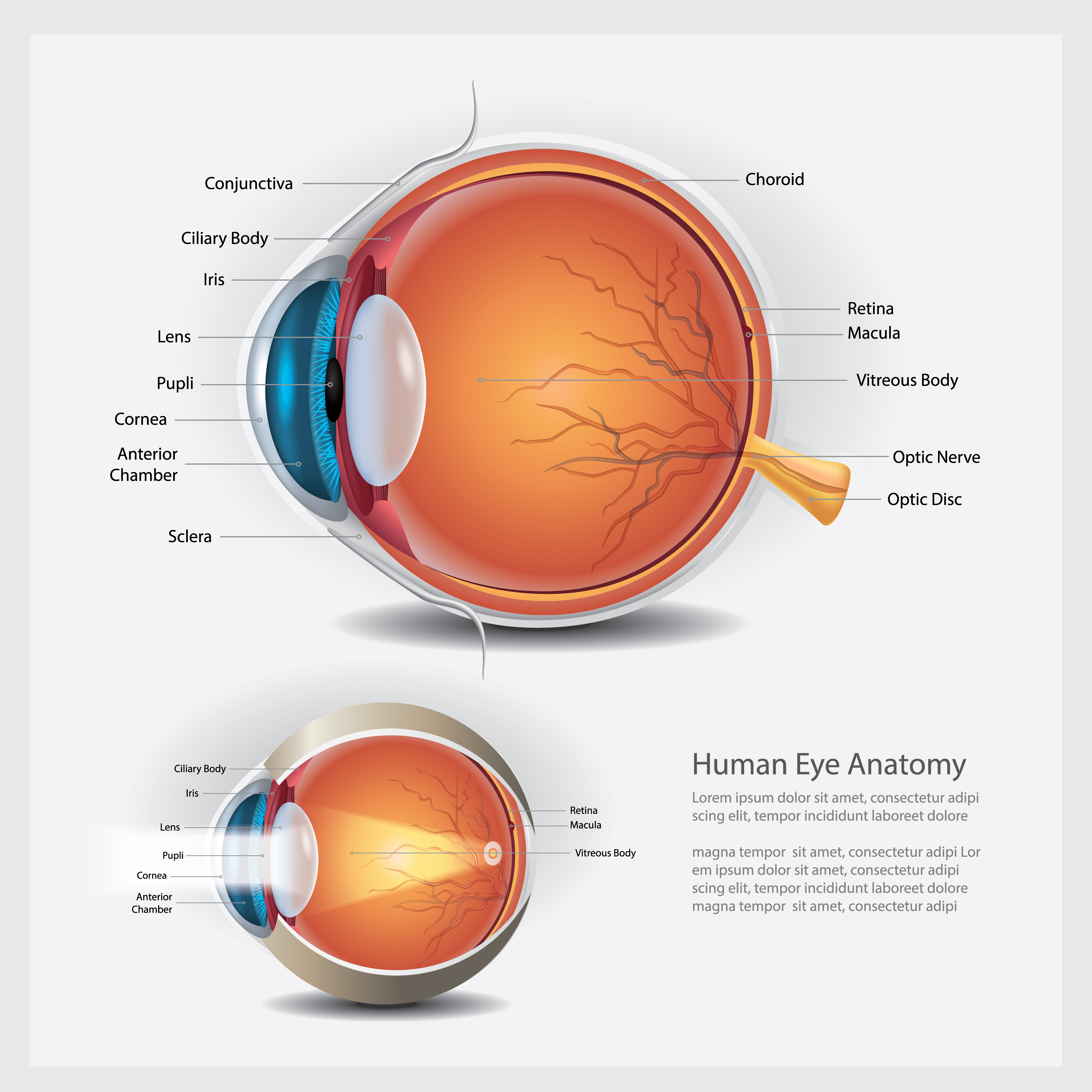 Human Eye Anatomy and Normal Lens Vector Illustration 540019 Vector Art ...