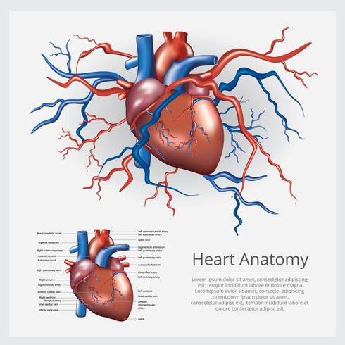 Anatomía del corazón humano ilustración vectorial vector