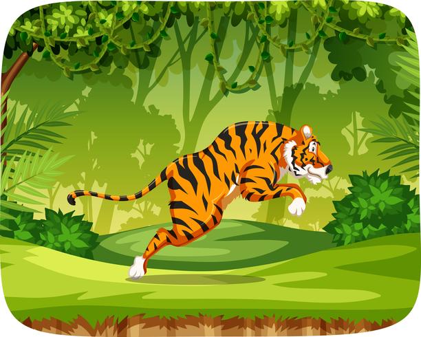 Tigre en la escena de la selva vector