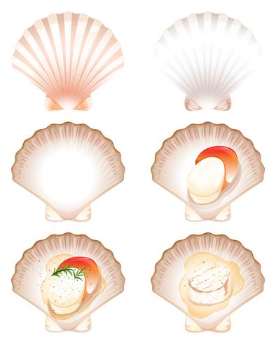Set of fresh and cook scallop vector