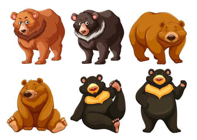 Set of cute bears vector