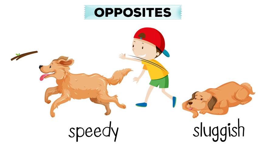 english vocabulary opposite word vector