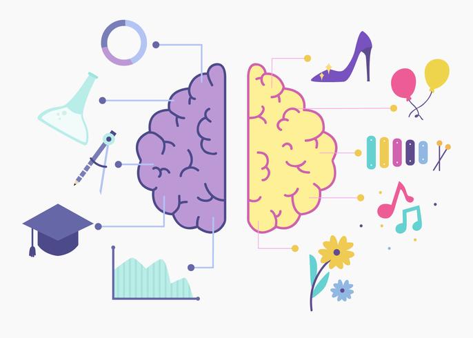 Vector de hemisferios de cerebro humano