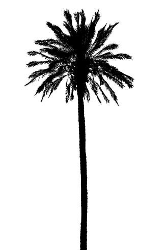 silhouette of palm trees realistic vector illustration