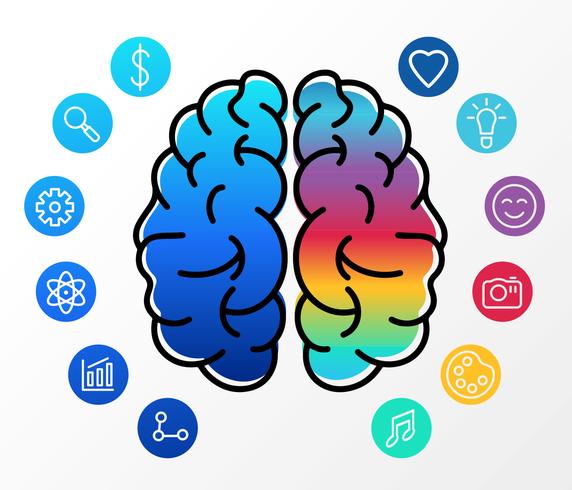 Human Brain Hemispheres Vector