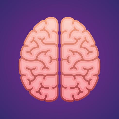 Cerebro de hemisferios en vista superior Icono plano Dibujo Ilustración vector