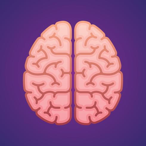 Hemispheres Brain In Top View Flat Icon Drawing Illustration vector