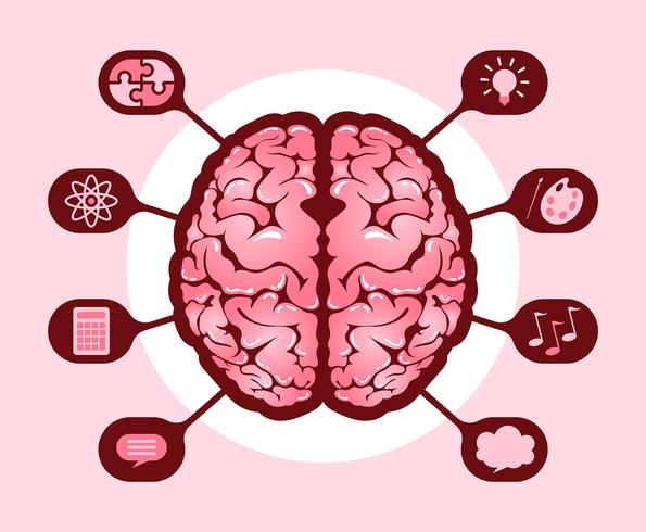 Hemisferios del cerebro humano vector