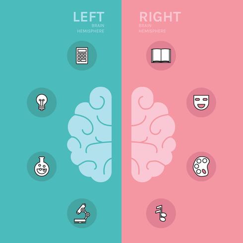 Left And Right Brain Hemispheres vector