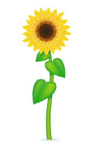 ilustración vectorial de girasol vector