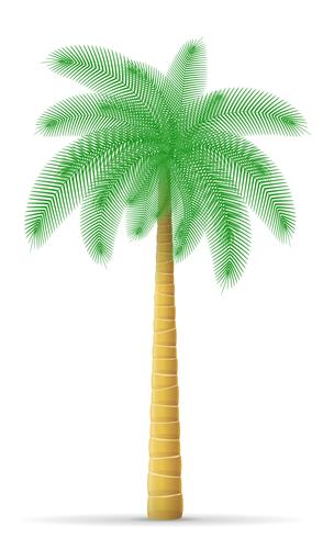 palm tree vector illustration