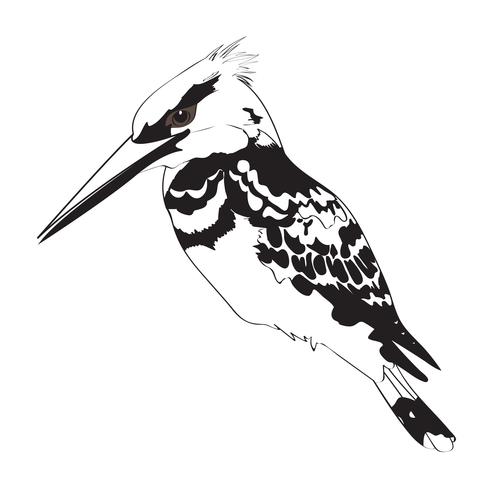 King Fisher Black and White vector