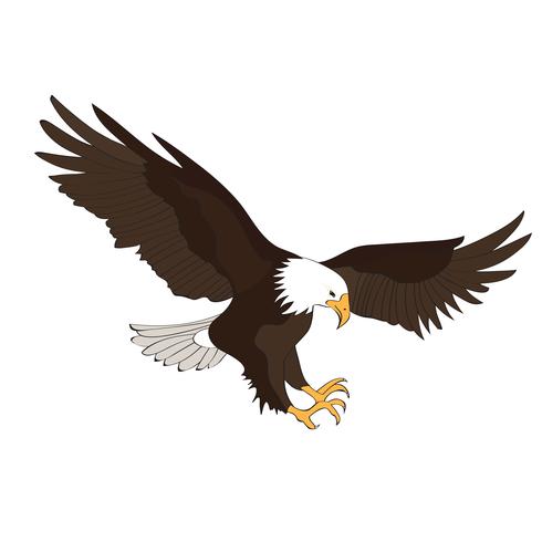 Águila pescadora vector