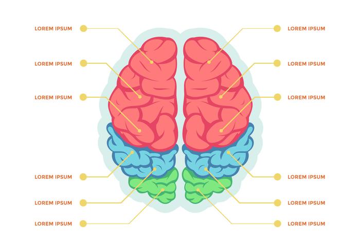 Plantilla de Vector de infografía de hemisferios de cerebro humano