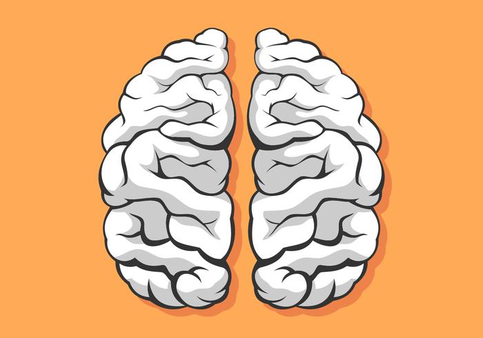 Black And White Human Brain Hemispheres Vector