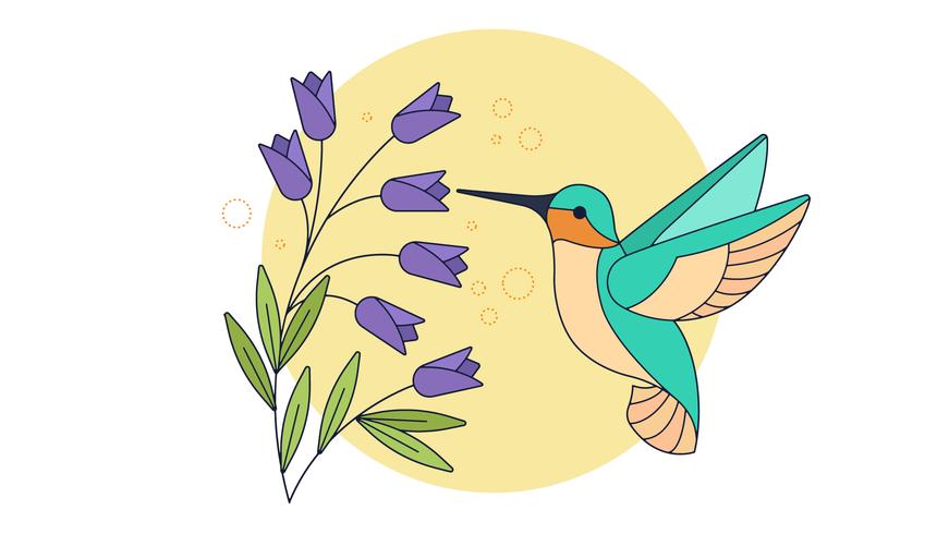 Vector de colibrí