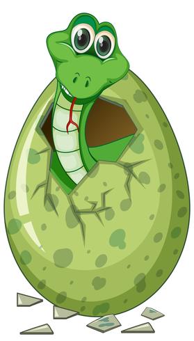 Green snake hatching egg vector