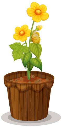 Yellow buttercup flowers in flowerpot