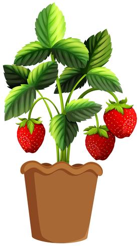 Strawberry plant in clay pot vector