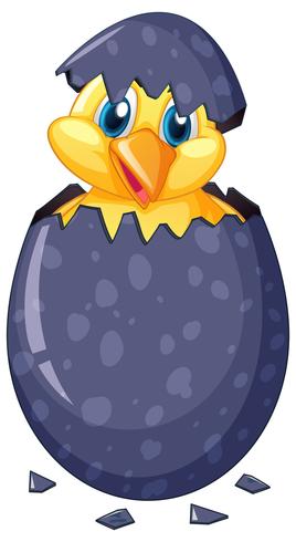 Little chick hatching egg vector