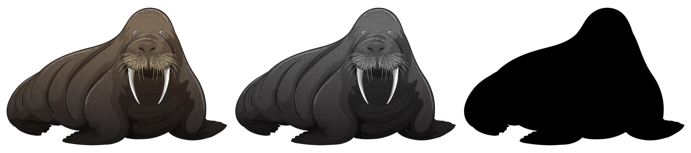 Set of walrus character vector