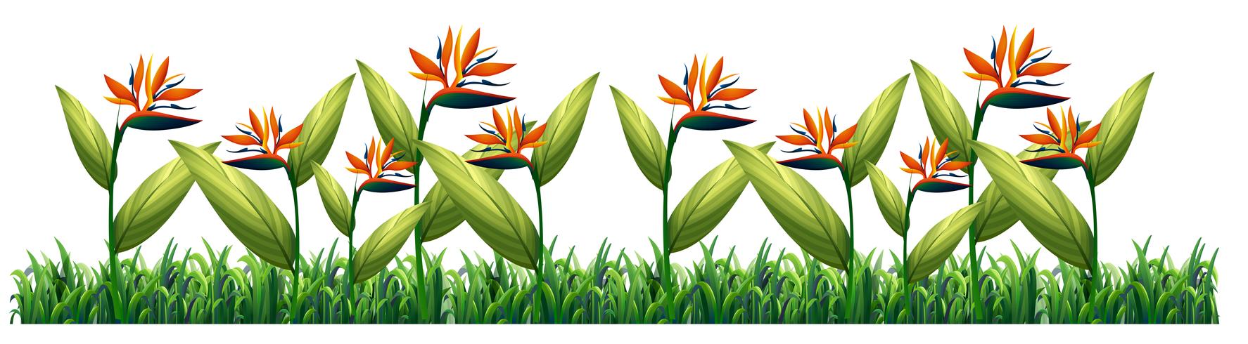 Bird of paradise flower template vector