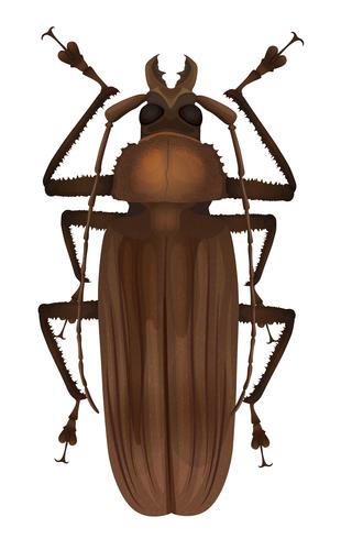 Escarabajo titán - titanus giganteus vector