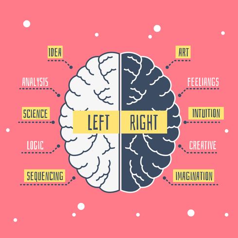 Ilustración de hemisferios del cerebro humano vector