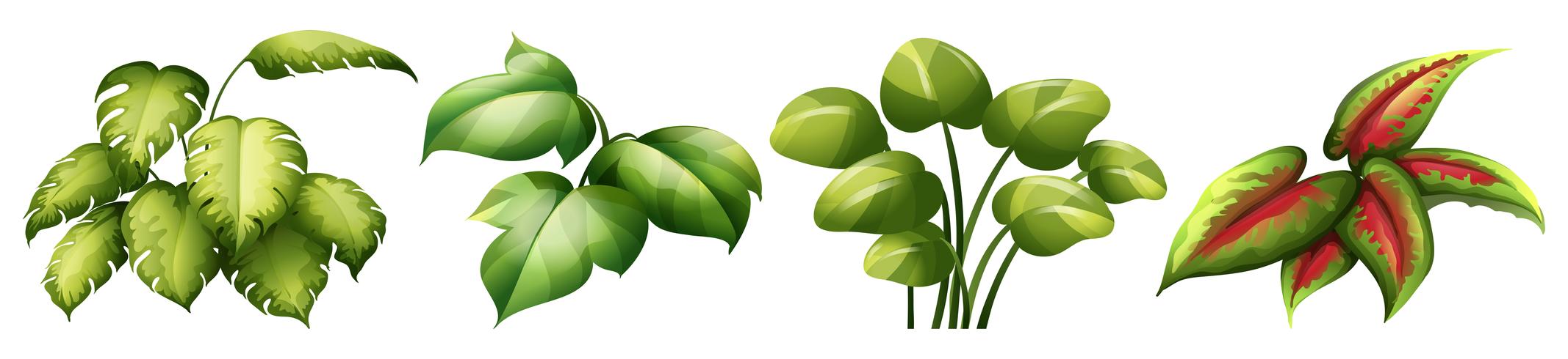 Set of leaf plant vector