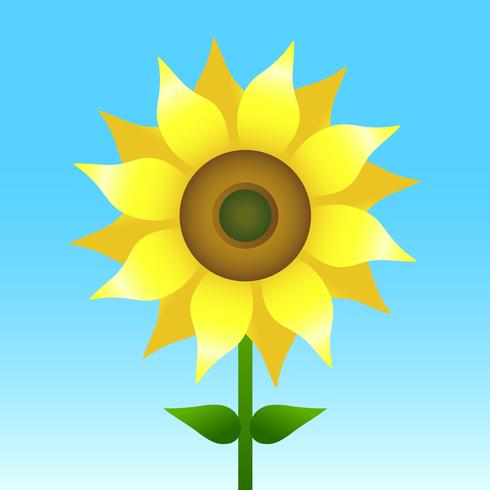 Sunflower vector illustration