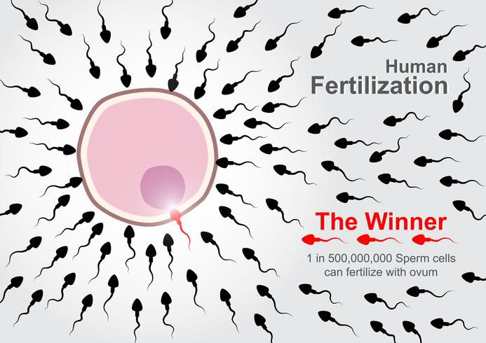 Human Fertilization  .  500,000,000 sperm cells race to fertilize with ovum but 1 in 500,000,000 sperm cells can complete fertilize. vector