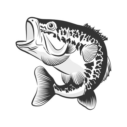 Bass fish line drawing style on white background. Design element for icon logo, label, emblem, sign, and brand mark.Vector illustration. vector