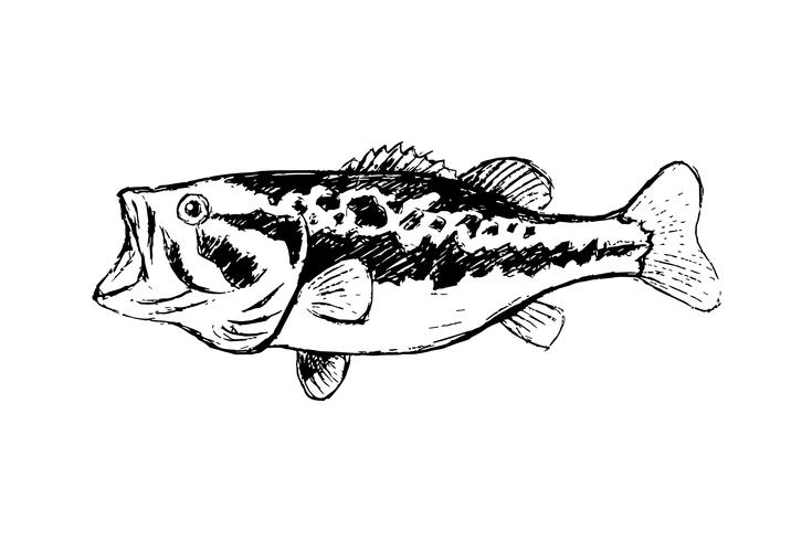 Bass fish line drawing style on white background vector