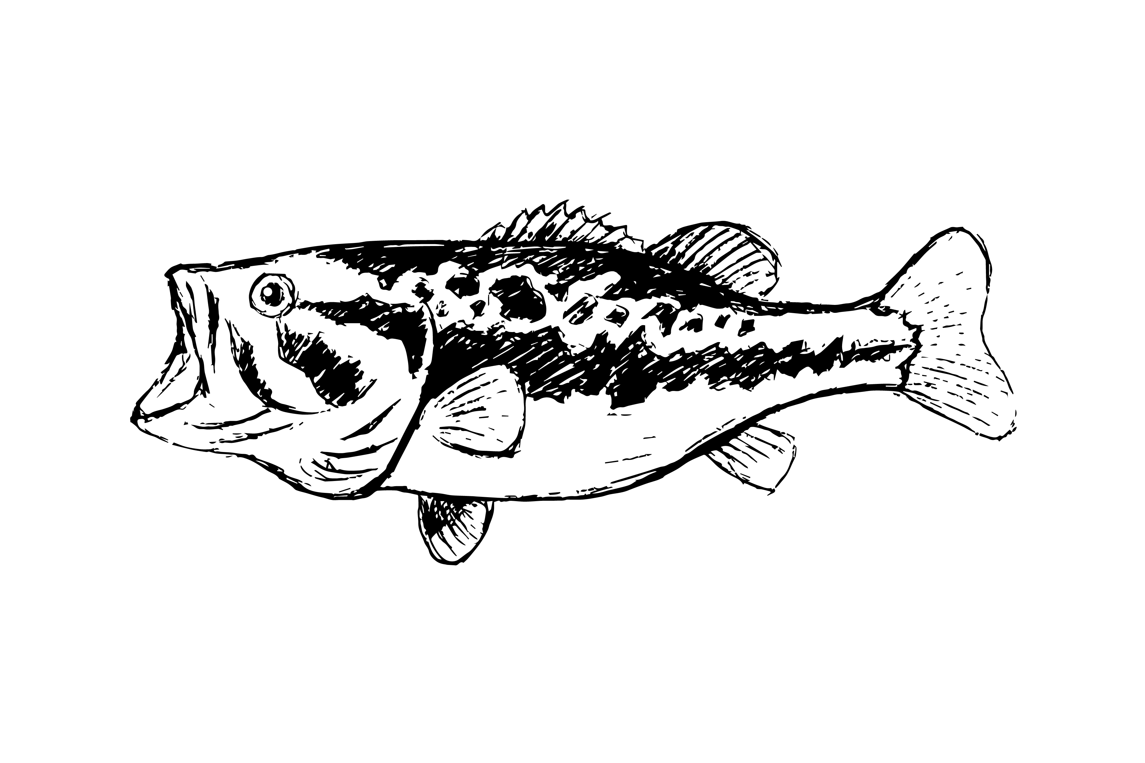 https://static.vecteezy.com/system/resources/previews/000/558/576/original/bass-fish-line-drawing-style-on-white-background-vector.jpg