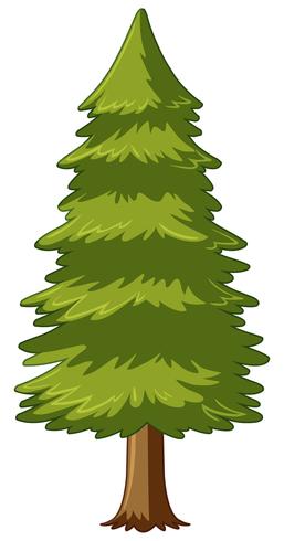 Árbol de pino sobre fondo blanco vector