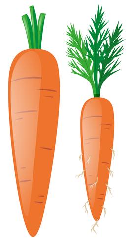 Carrots with leaves and roots vector