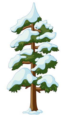 Pine tree covered with snow vector