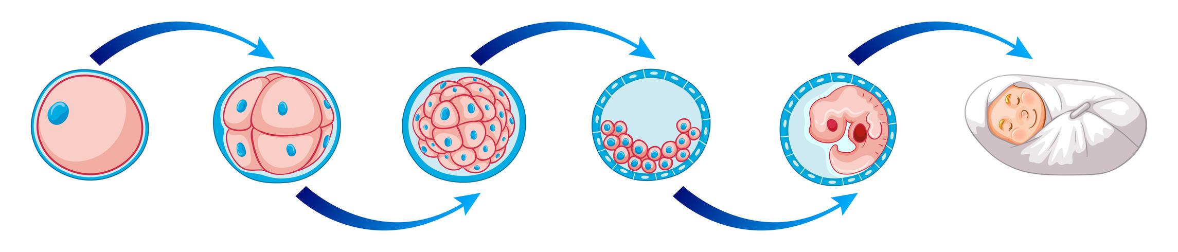 Diagrama de escenografía que muestra cómo nace el niño. vector