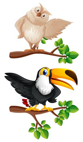Owl and toucan birds on the branches vector