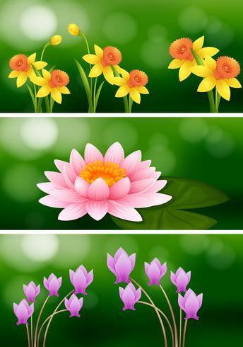 Tres escenas con tres flores diferentes. vector