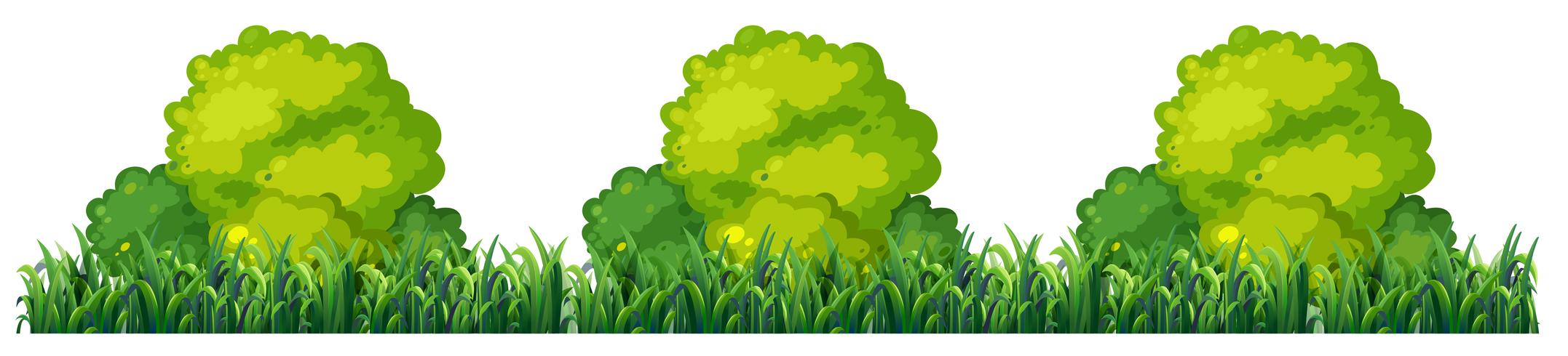 Isplated plant bush on white background vector