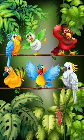 Wild birds standing on the branch vector