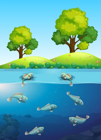 Fish in the river vector