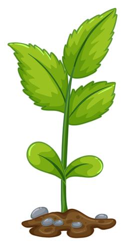 Green plant growing from underground vector