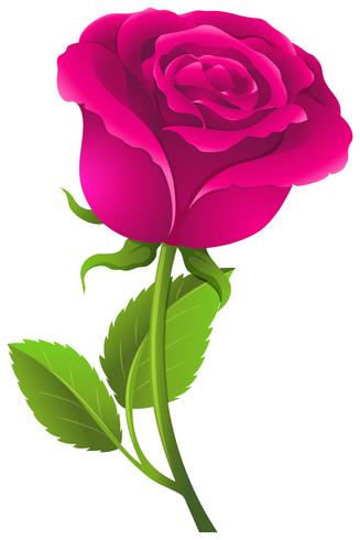 Pink rose with green leaves vector